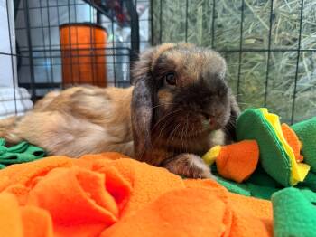 Benny -  Holland Lop and Cinnamon Rabbit for Adoption in Los Angeles, California - Benny | PetCurious