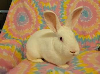 Rascal -  Bunny Rabbit Rabbit for Adoption in Ankeny, Iowa - Rascal | PetCurious