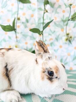 Cookie Dough -  Bunny Rabbit Rabbit for Adoption in Long Beach, California - Cookie Dough | PetCurious