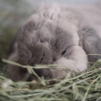 Noaa -  Mini Lop Rabbit for Adoption in Kennesaw, Georgia - Noaa | PetCurious