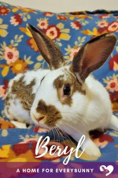 Beryl -  English Spot Rabbit for Adoption in Ankeny, Iowa - Beryl | PetCurious