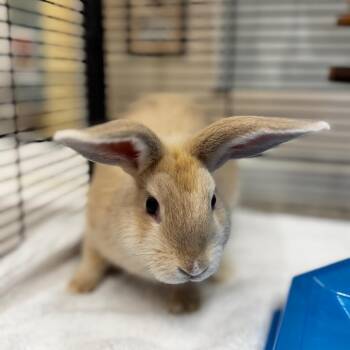 Lola Bunny -  American Rabbit for Adoption in Gloucester, Virginia - Lola Bunny | PetCurious