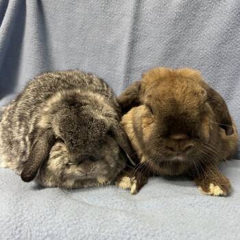 Holland Lop and Mini Lop Rabbits Available for Adoption in Oak Park, Illinois - Potato (& Cinnamon) | PetCurious