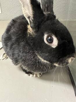 Bunny Rabbit Rabbits Available for Adoption in Las Vegas, Nevada - MS.B | PetCurious
