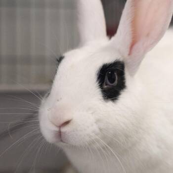 Scarlett -  Hotot Rabbit for Adoption in Kennesaw, Georgia - Scarlett | PetCurious