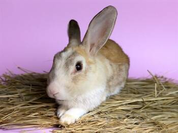 MARS -  Bunny Rabbit Rabbit for Adoption in Fort Lauderdale, Florida - MARS | PetCurious