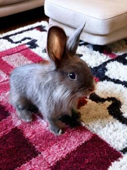 Lionhead and Bunny Rabbit Rabbits Available for Adoption in Rancho Cordova, California - Wren | PetCurious