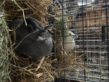 Bunny 3 -  Netherland Dwarf Rabbit for Adoption in Troupsburg, New York - Bunny 3 | PetCurious