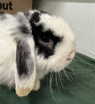 DUSTIN -  Bunny Rabbit Rabbit for Adoption in Camarillo, California - DUSTIN | PetCurious
