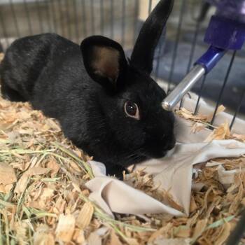 Salem -  Satin Rabbit for Adoption in San Jacinto, California - Salem | PetCurious