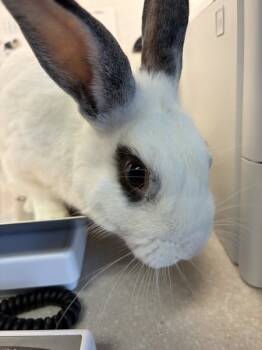 Rescue English Spot Rabbits for Adoption in Houston, Texas - Bandit | PetCurious