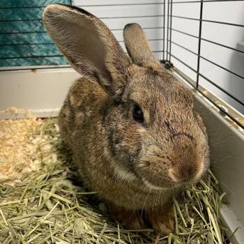 Rex Rabbits Available for Adoption - Ambrose | PetCurious