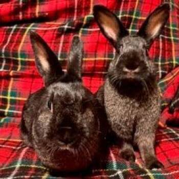 Nibbles -  Lionhead Rabbit for Adoption in Napa, California - Nibbles | PetCurious