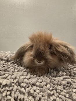 Gideon -  Lionhead and Mini Lop Rabbit for Adoption in Seymour, Connecticut - Gideon | PetCurious