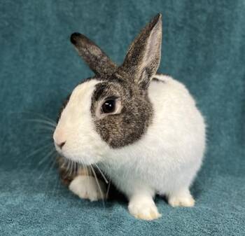 Dutch Rabbits Available for Adoption in Salinas, California - Spot | PetCurious