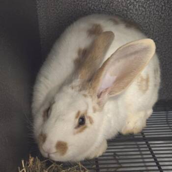 English Spot and Flemish Giant Rabbits Available for Adoption in Evansville, Indiana - Frollo | PetCurious