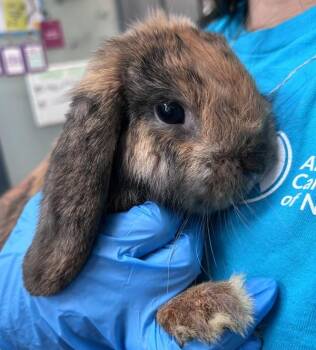 Mochi -  Bunny Rabbit Rabbit for Adoption in New York, New York - Mochi | PetCurious