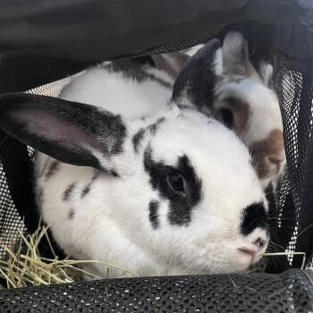 Bunny Rabbit Rabbits Available for Adoption - Leo | PetCurious