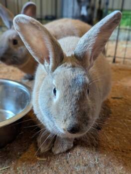 Rescue American and Flemish Giant Rabbits for Adoption in Everett, Washington - Split Pea | PetCurious