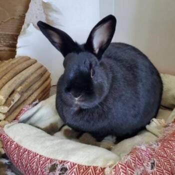 Shower -  Silver Fox Rabbit for Adoption in Kalamazoo, Michigan - Shower | PetCurious