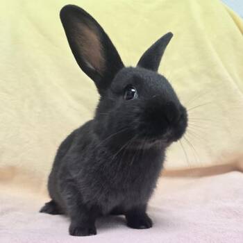 Rescue American and Palomino Rabbits for Adoption in Evansville, Indiana - Rowboat | PetCurious