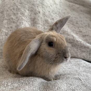 Sandwich -  Lop Eared Rabbit for Adoption in Saint Charles, Missouri - Sandwich | PetCurious