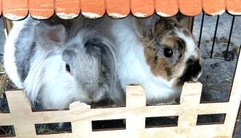 Samantha & Darrin -  Bunny Rabbit Rabbit Available for Adoption in Washington Mills, New York - Samantha & Darrin | PetCurious