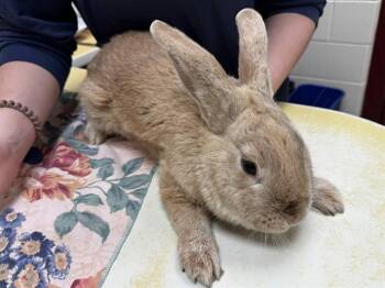 Bunny Rabbit Rabbits Available for Adoption in Colorado Springs, Colorado - MAGIC | PetCurious