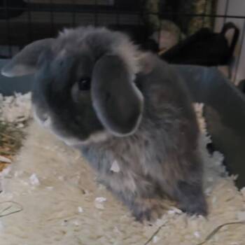 Alonso -  Holland Lop Rabbit for Adoption in Kalamazoo, Michigan - Alonso | PetCurious