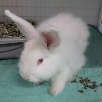 Lucky -  Angora Rabbit Rabbit for Adoption in Clearwater, Florida - Lucky | PetCurious