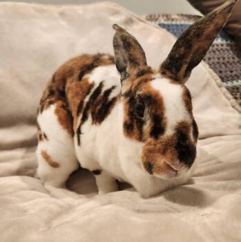 Rescue Rex Rabbits for Adoption in Seymour, Connecticut - Romy | PetCurious
