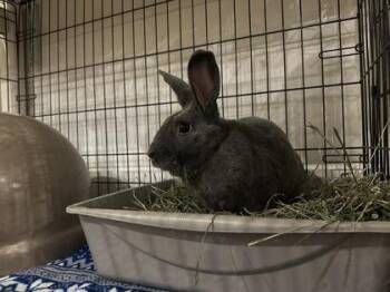 Rescue American Rabbits for Adoption in Annapolis, Maryland - Trix | PetCurious