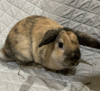 Rescue Bunny Rabbit and Holland Lop Rabbits for Adoption in Kalamazoo, Michigan - Felice | PetCurious