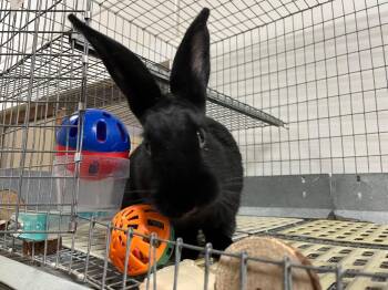 New Zealand Rabbits Available for Adoption in Pflugerville, Texas - Olivia Benson | PetCurious