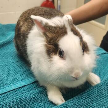 MoKa -  Lionhead Rabbit for Adoption in Murray, Utah - MoKa | PetCurious