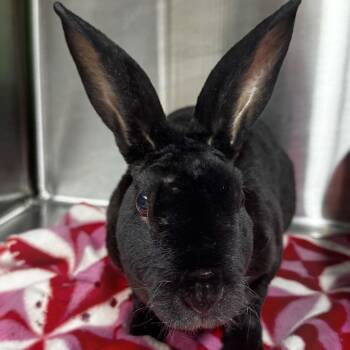 Monty -  Rex Rabbit for Adoption in San Diego, California - Monty | PetCurious