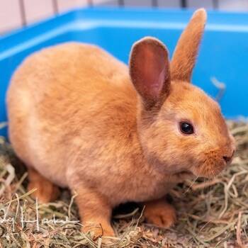 Rescue Mini Rex Rabbits for Adoption in Brockton, Massachusetts - Buttercup | PetCurious