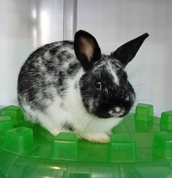 Rescue Dwarf Rabbits for Adoption in Chicago, Illinois - Bacon | PetCurious