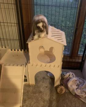 Chai -  Lop Eared Rabbit for Adoption in Aurora, Illinois - Chai | PetCurious