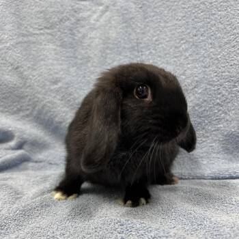 Coffee Bean -  Holland Lop Rabbit for Adoption in Oak Park, Illinois - Coffee Bean | PetCurious
