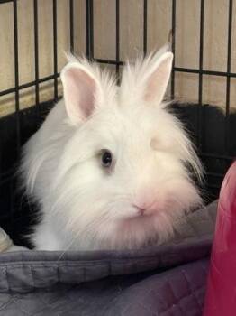 Cinna -  Lionhead Rabbit for Adoption in Roseville, California - Cinna | PetCurious