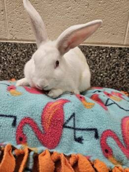 Harper -  Bunny Rabbit Rabbit for Adoption in Westland, Michigan - Harper | PetCurious