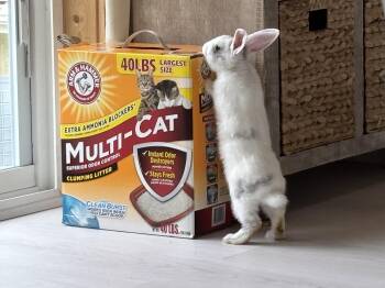 Rescue Bunny Rabbit Rabbits for Adoption in Columbia, Maryland - Misty* | PetCurious