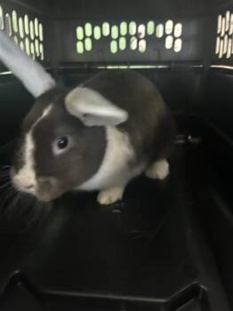 Pinky -  Lionhead and Lop Eared Rabbit for Adoption in Largo, Florida - Pinky | PetCurious