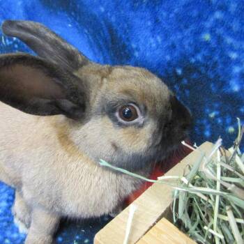 Bunny Rabbit Rabbits Available for Adoption - Collin | PetCurious