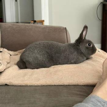 Jamba Juice -  Mini Rex Rabbit for Adoption in Chicago, Illinois - Jamba Juice | PetCurious