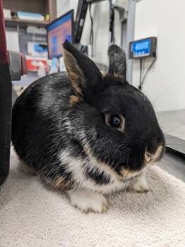 Rescue English Lop and French Lop Rabbits for Adoption in Cleveland, Ohio - Strawberry | PetCurious
