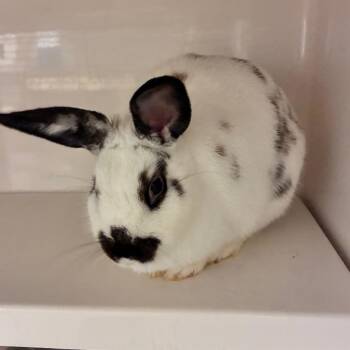 Yuki -  Dutch Rabbit for Adoption in Dayton, Ohio - Yuki | PetCurious