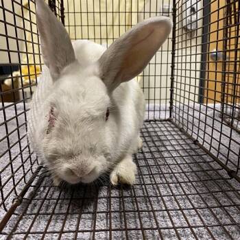A611877 -  New Zealand Rabbit for Adoption in Modesto, California - A611877 | PetCurious