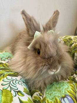 Lionhead Rabbits Available for Adoption - Envy | PetCurious